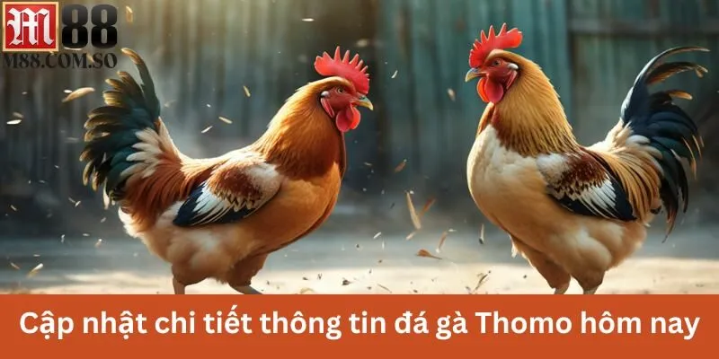 Cập nhật chi tiết thông tin đá gà Thomo hôm nay