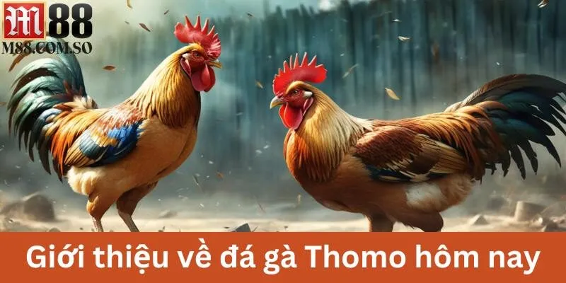 Giới thiệu về đá gà Thomo hôm nay tại M88