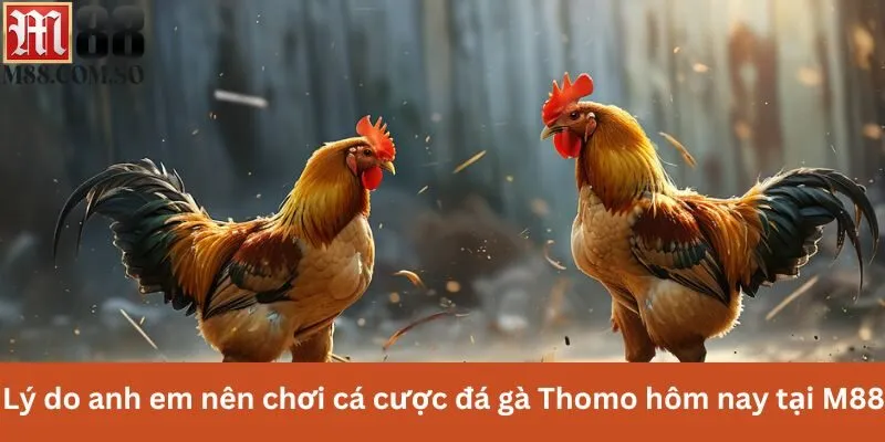 Lý do anh em nên chơi cá cược đá gà Thomo hôm nay tại M88